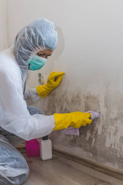 Best Comprehensive Air Testing for Mold Contaminants  in Sur Hill, GA